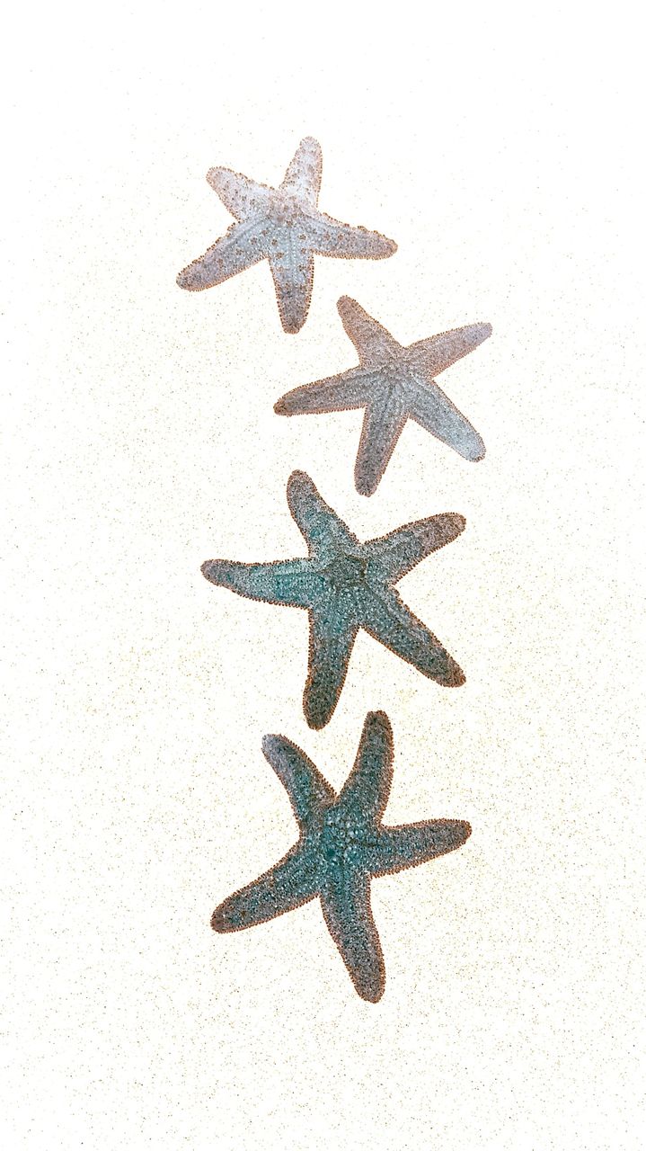 starfish