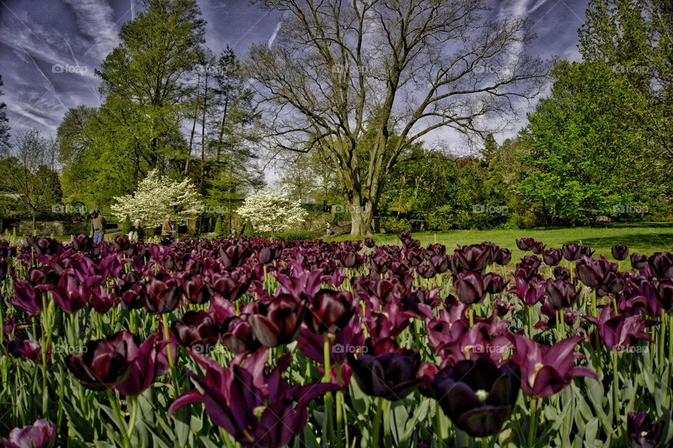 Field of Tulips