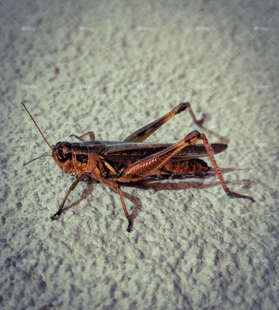 grasshopper at night