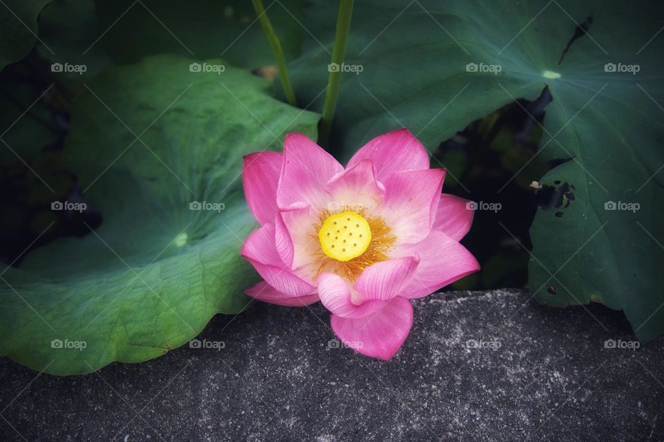 lotus