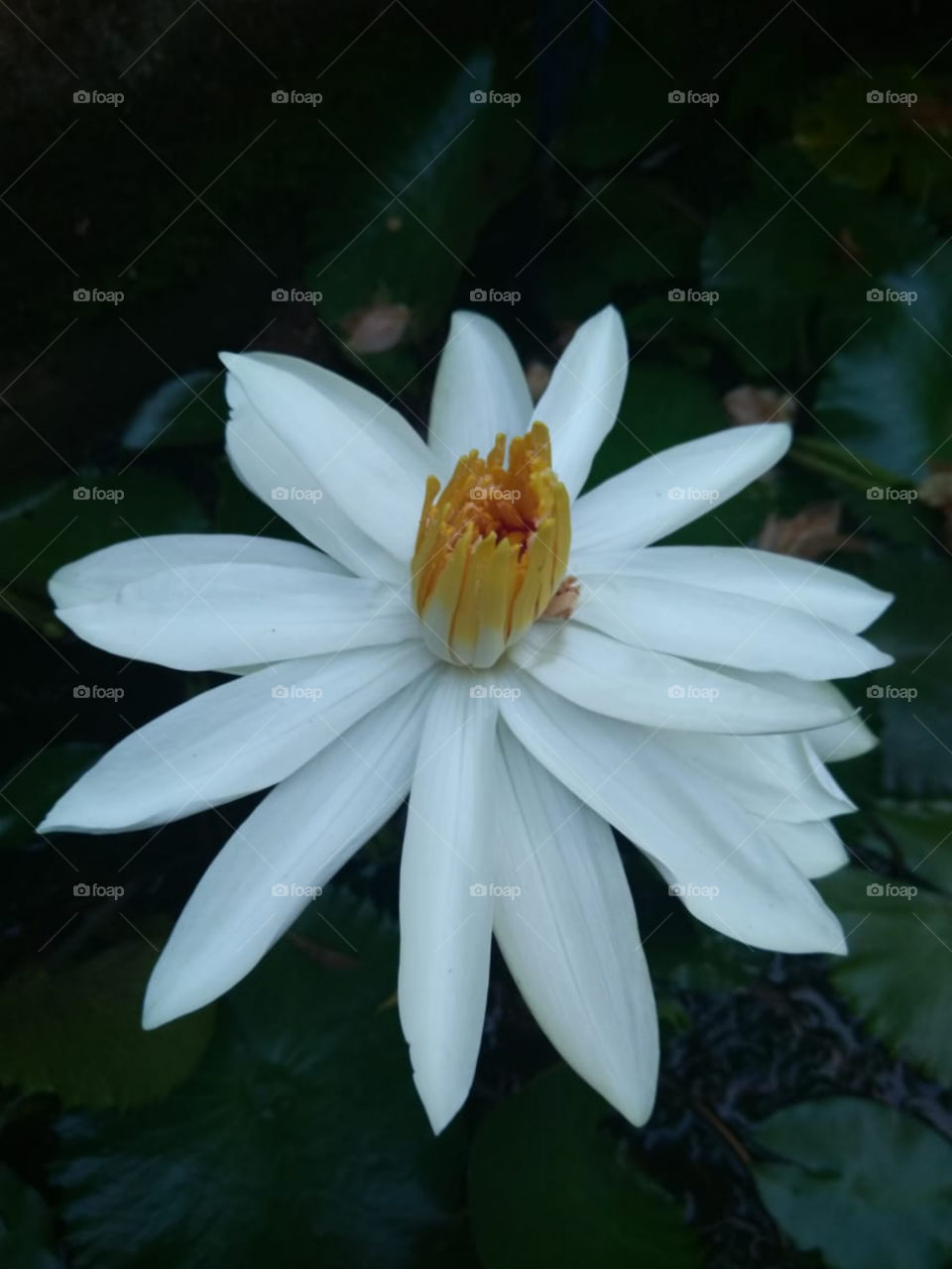 Water Lilly from home pond