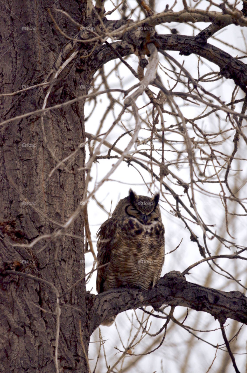Owl perching on bare tree