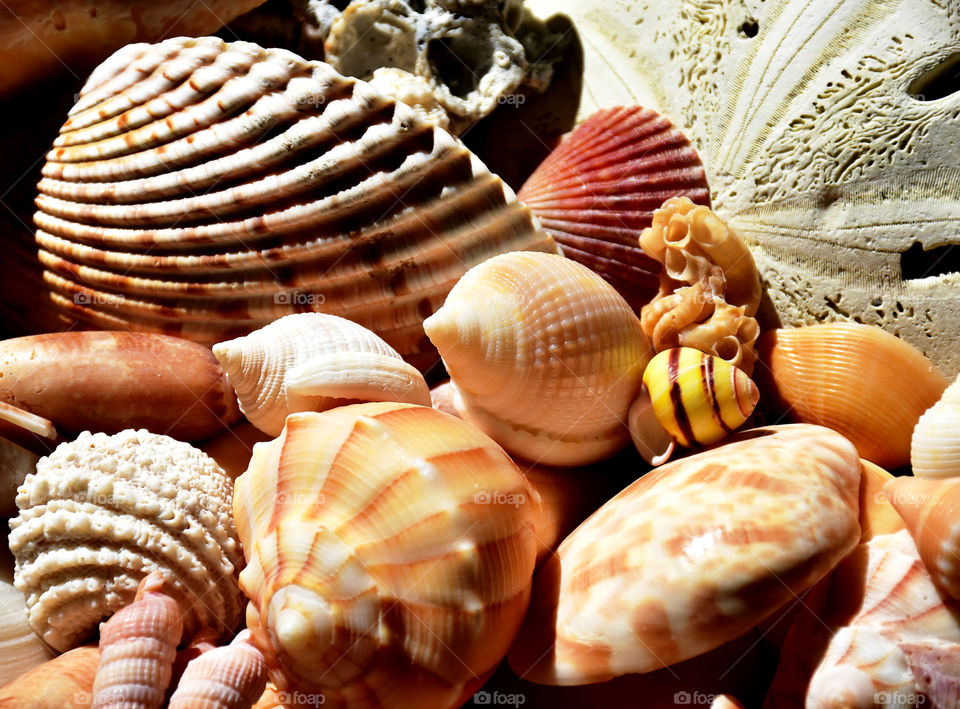 Close-up of various seashells