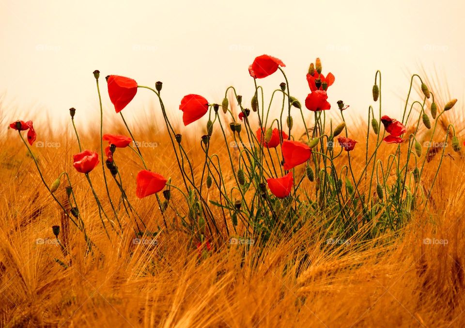 poppies