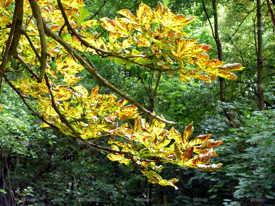 Low angle view of branches during autumn.