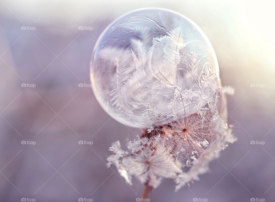 frozen soap bubble on dandelion 