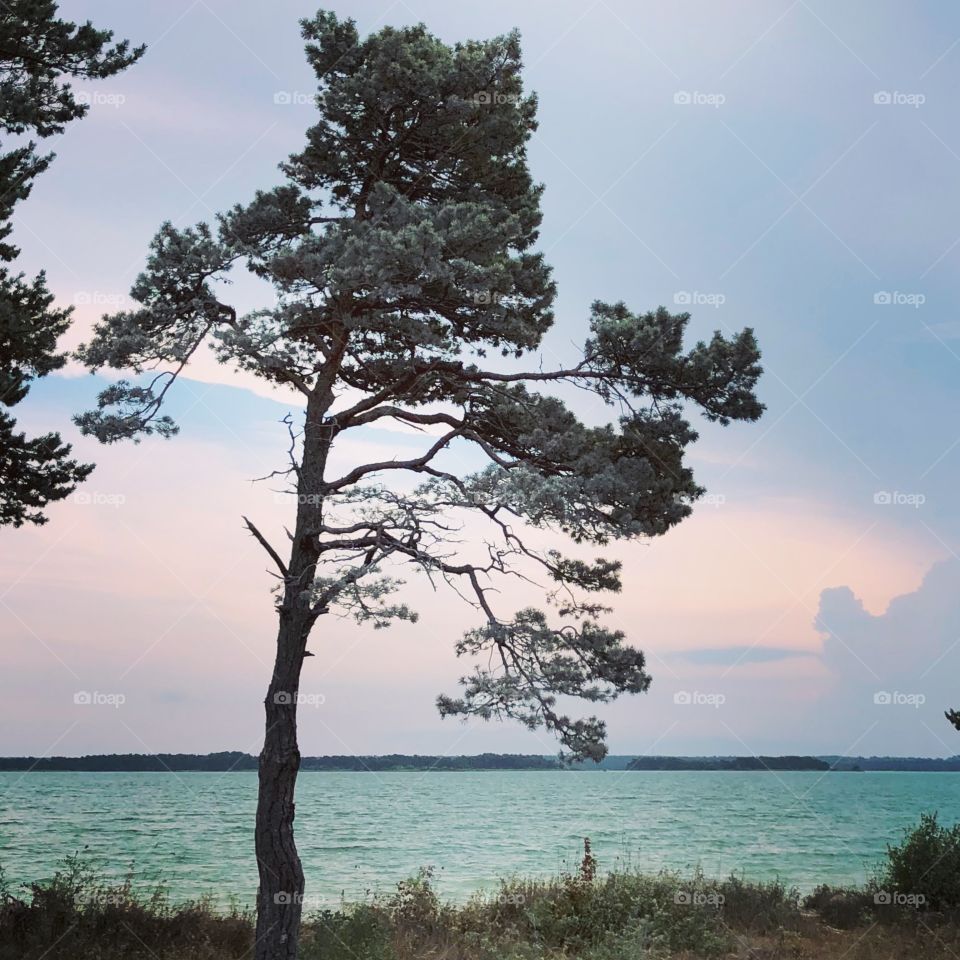 Nordic nature. Island life. Sunset. Tree. 