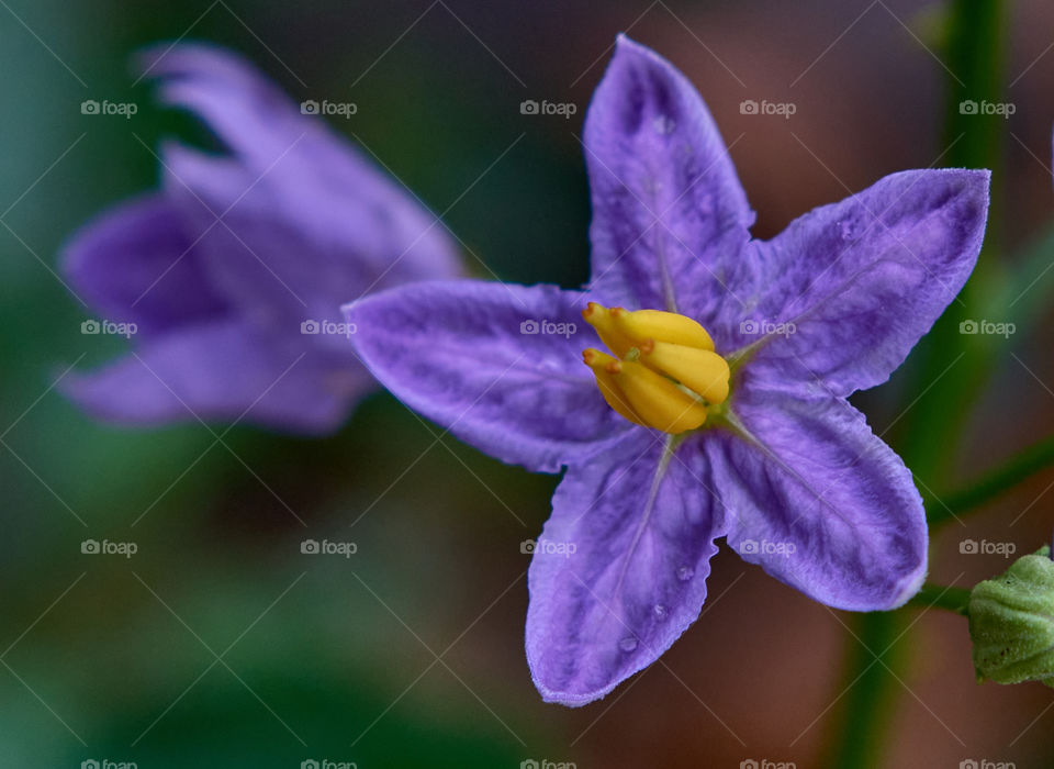 Floral photography - Chilean Potata Vine Flower