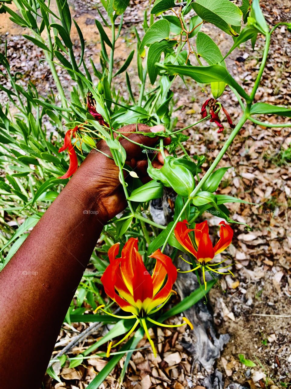 This Flame lily is scientifically known as Gloriosa superba, it is a species of flowering plant in the family Colchicaceae. Learned from my pharmacognosy class i suddenly bumped into it as I walk through the woods looking for firewood. It is superb.