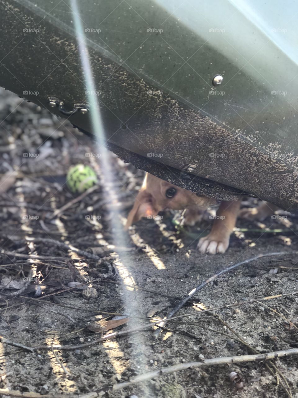 My new puppy Leo playing peekaboo!