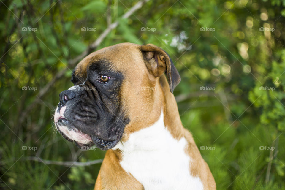 Dog, Cute, No Person, Mammal, Animal