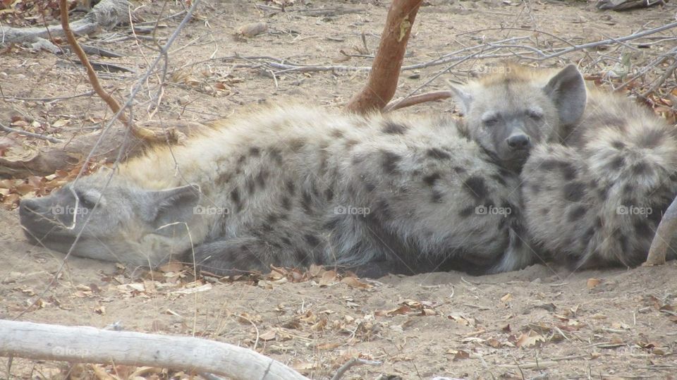Hyena pals