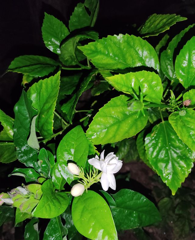 jesmine flowers