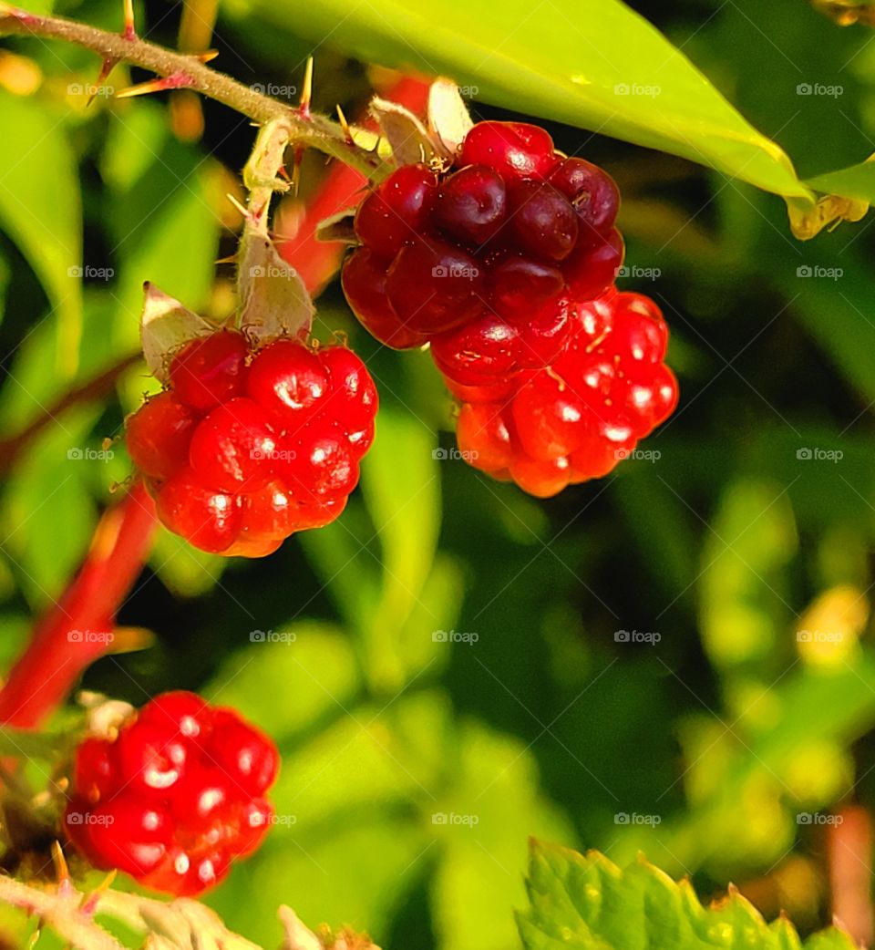 fresh ripe , ready to eat raspberry & Black berries growing abundantly & are free for the taking!!!! Enjoy