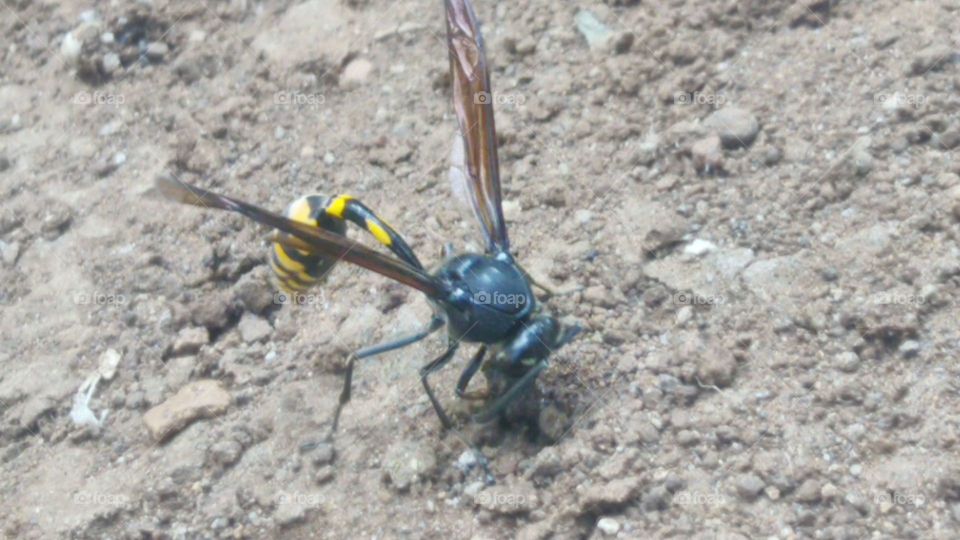 wasp capable of stinging multiple times.