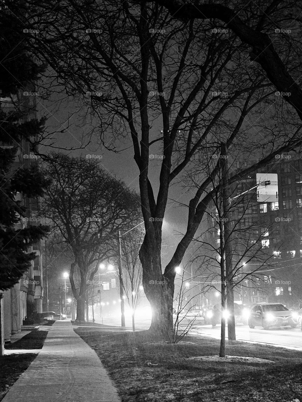 Tree and the snowy night