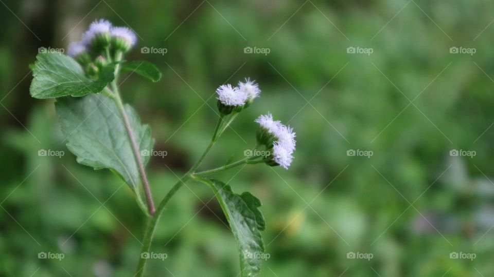 Bandotan or Wedusan is a type of agricultural weed belonging to the Asteraceae tribe. This seasonal herb comes from tropical America, especially Brazil