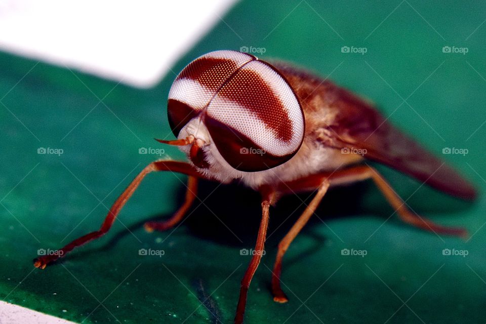 Magnified visual of eyes of a fly looks great.