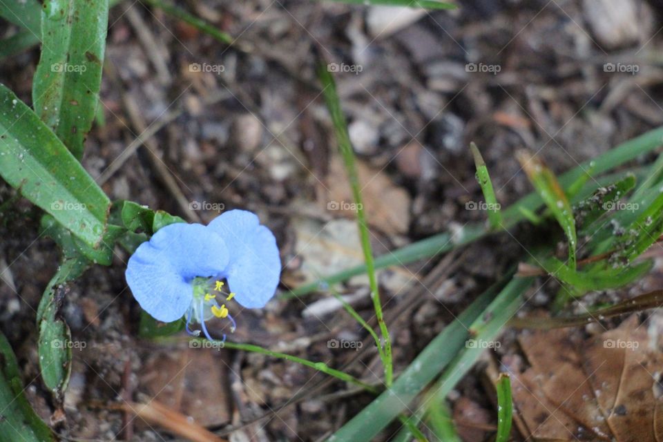 Nature, Leaf, Flora, No Person, Flower