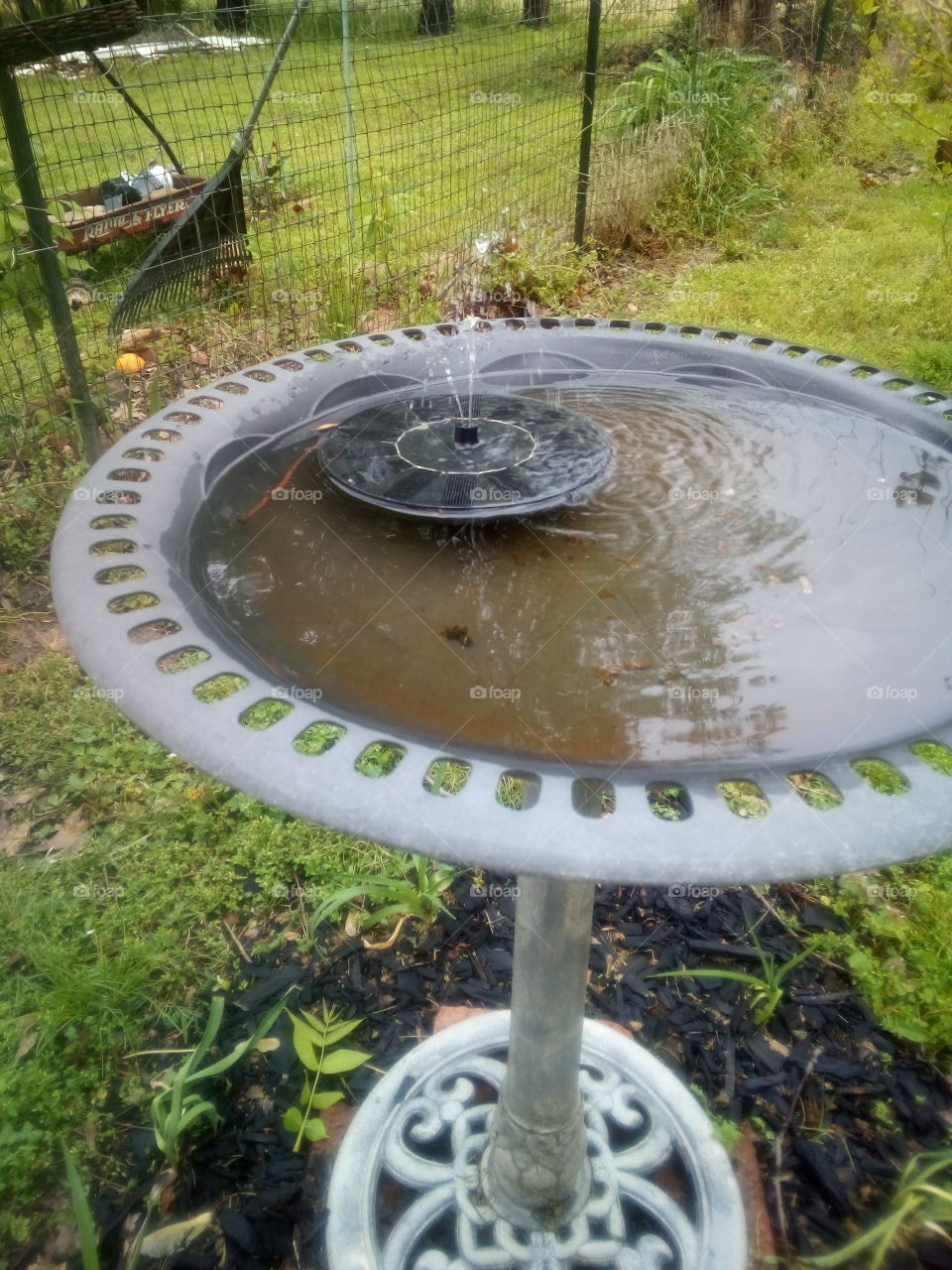 birds have to have water to drink and love to play in the spray. water is life for all.