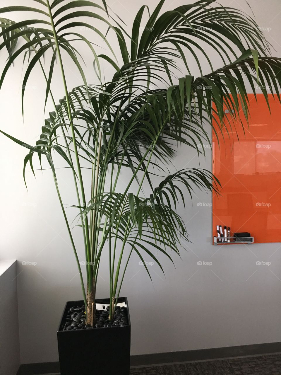 Conference Room Plant 