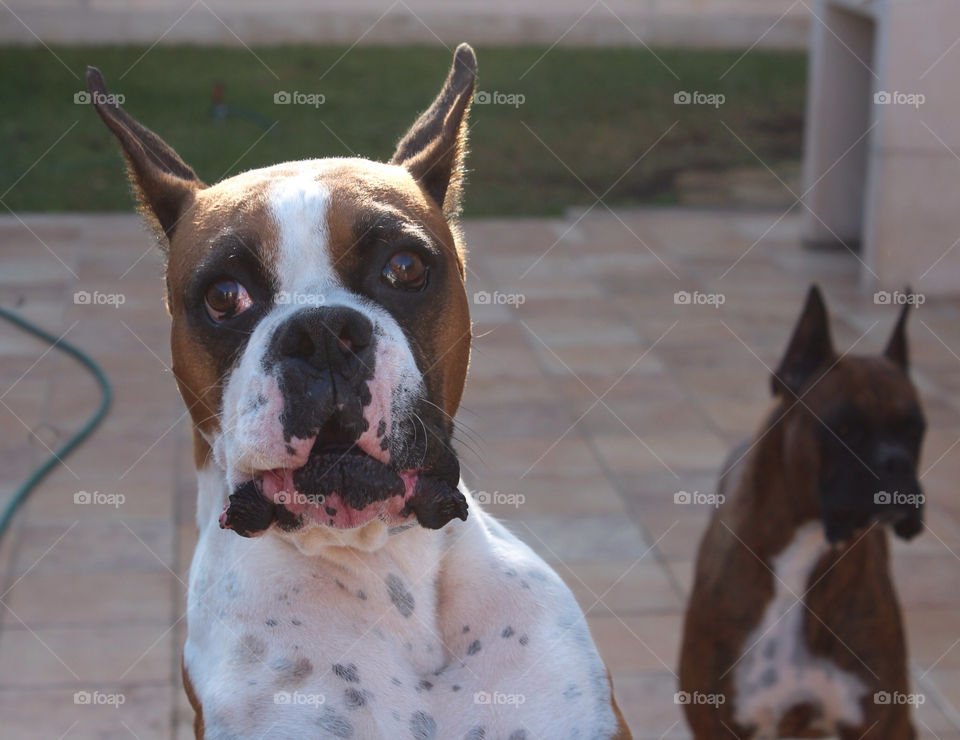 Boxer dog angry at the camera