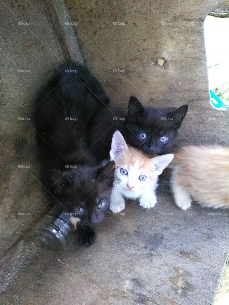 Level of cuteness has just exploded! Littlestray kittens waiting for their mummy.