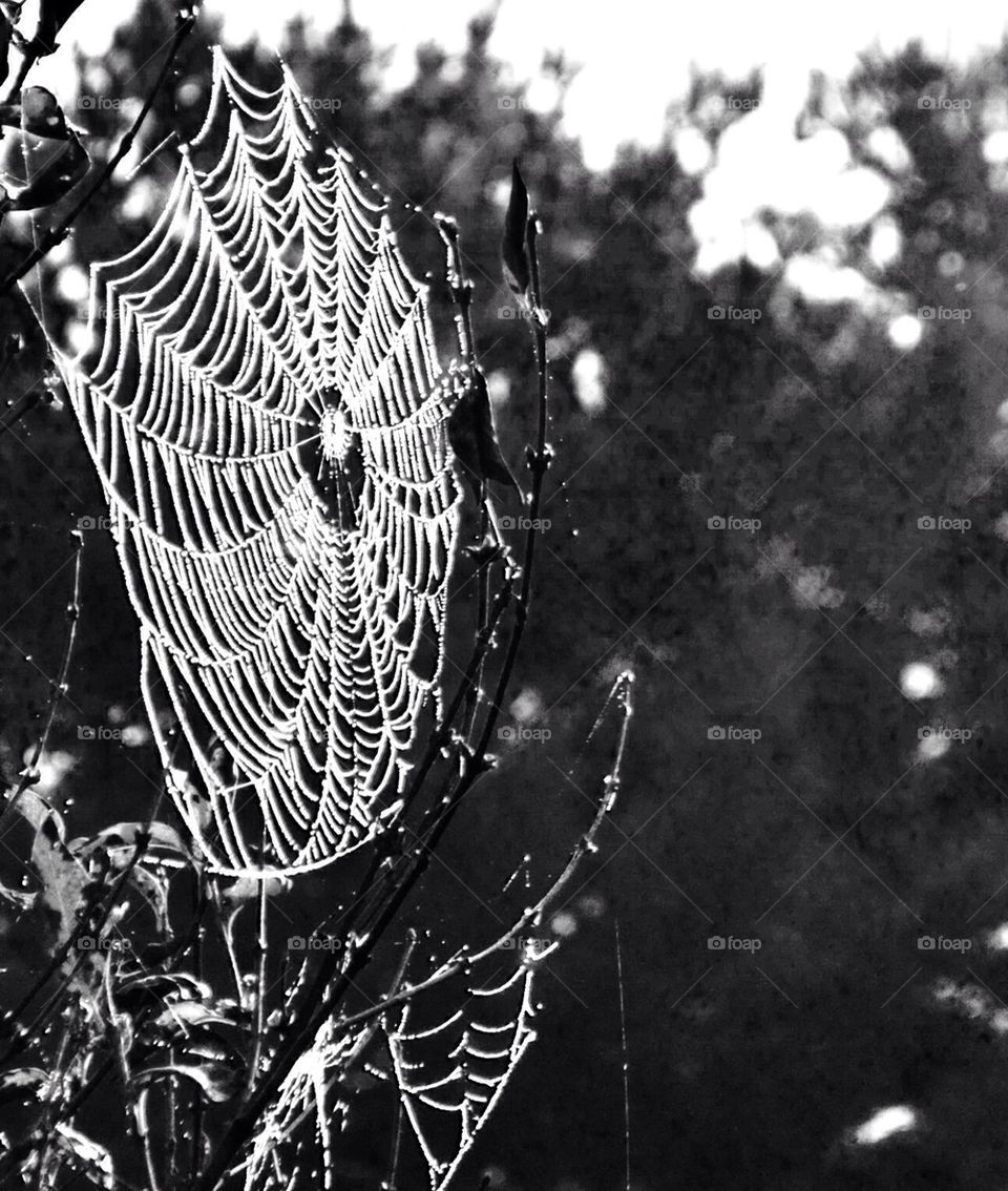 Spider web