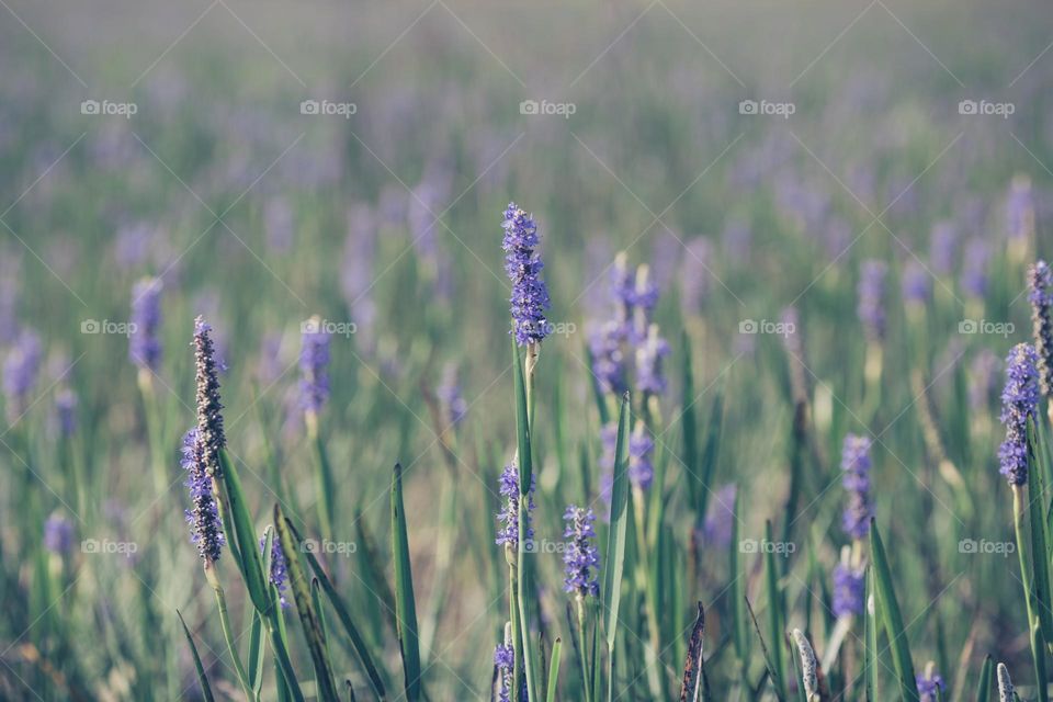 Purple Pickelweed Flowers in Field with Bokeh Background