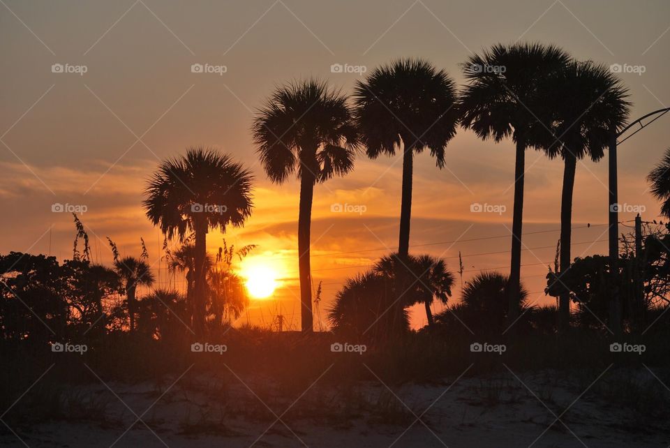 Sunrise through the palm trees 