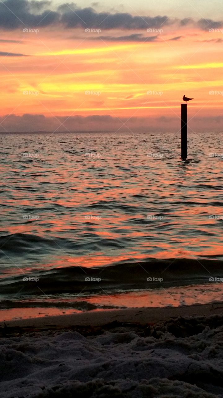 Silhouetted bird perching on post in sea