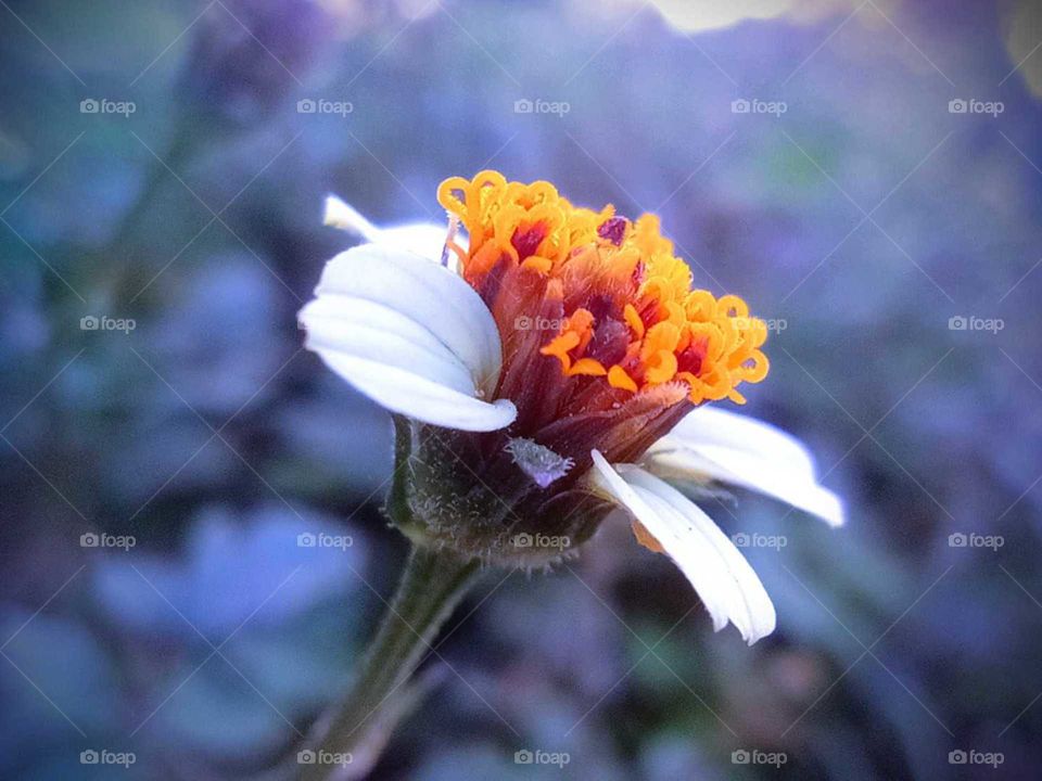 commonly known as tridax daisy or coatbuttons, Tridax procumbens, wild flower, macro shot, close up, beautiful wild flower