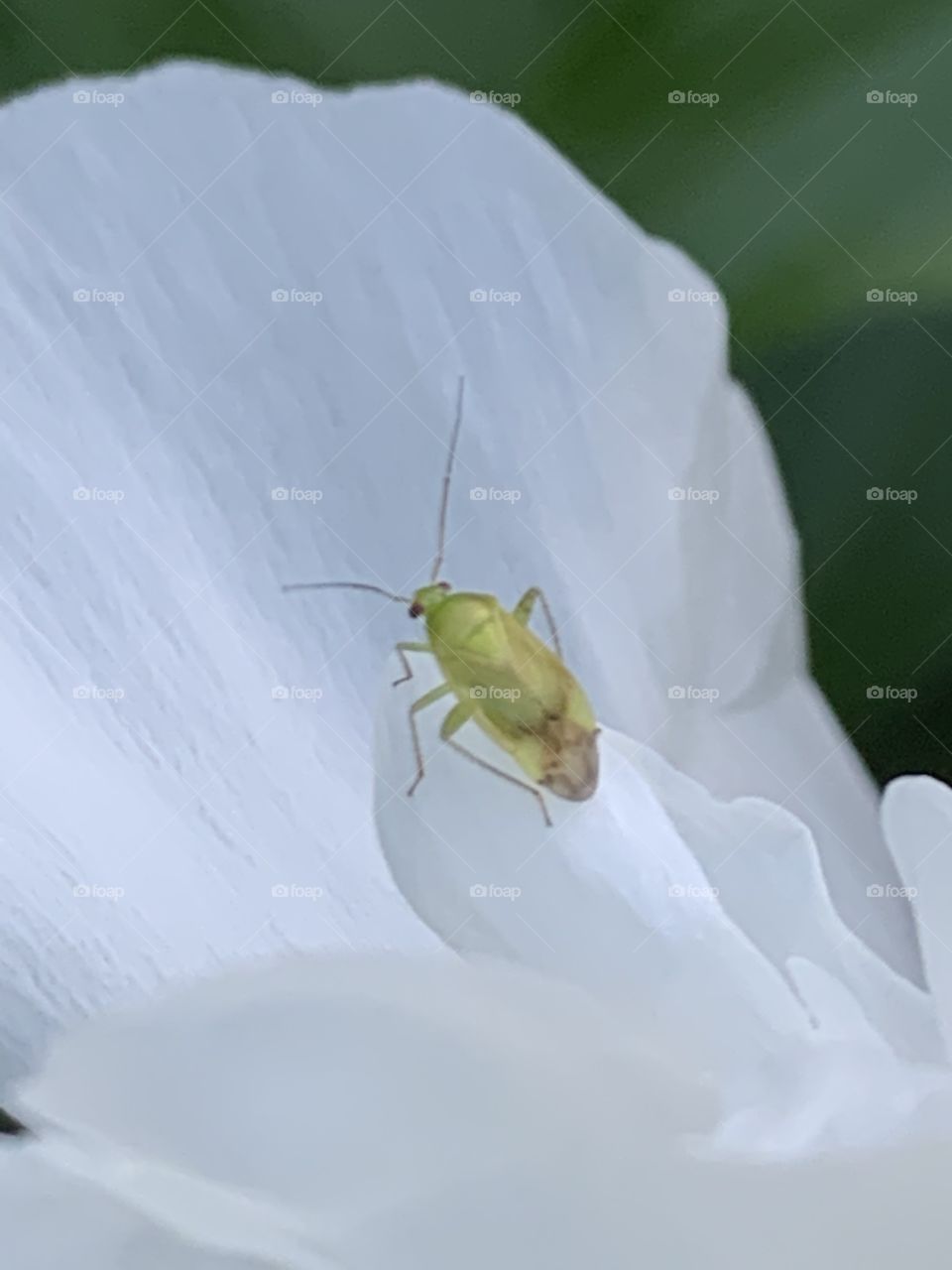 Green insect on peony
