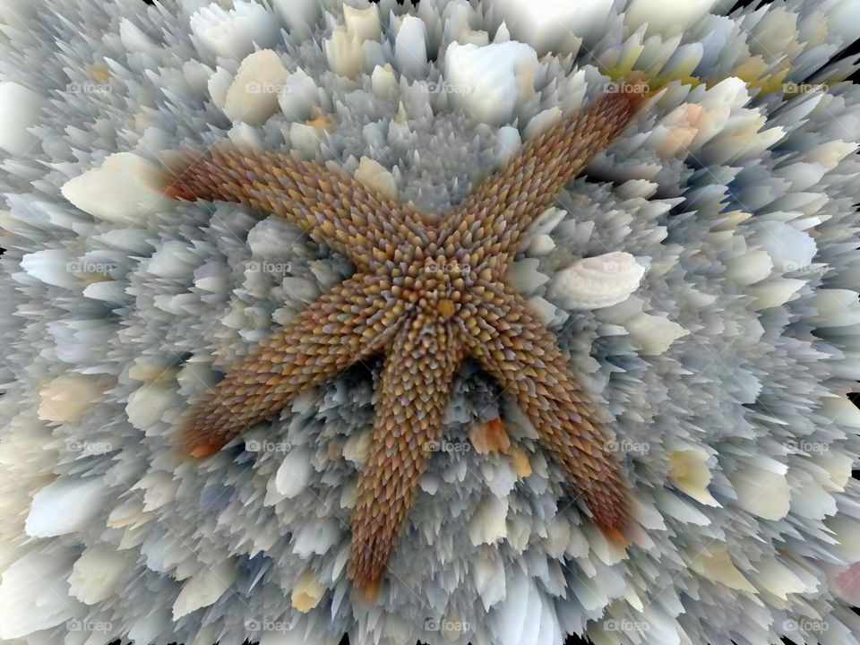 living starfish water stones slowly creeping