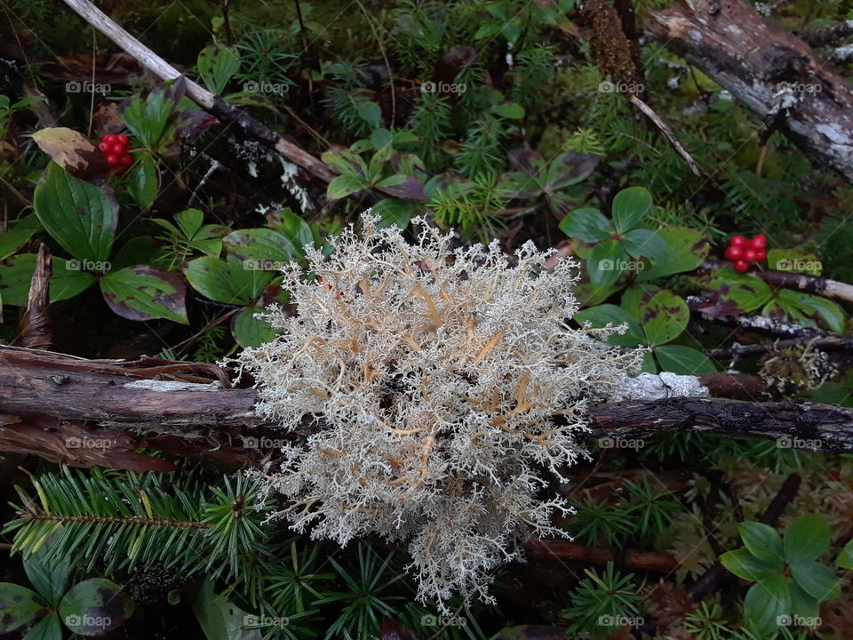 lichen in forest