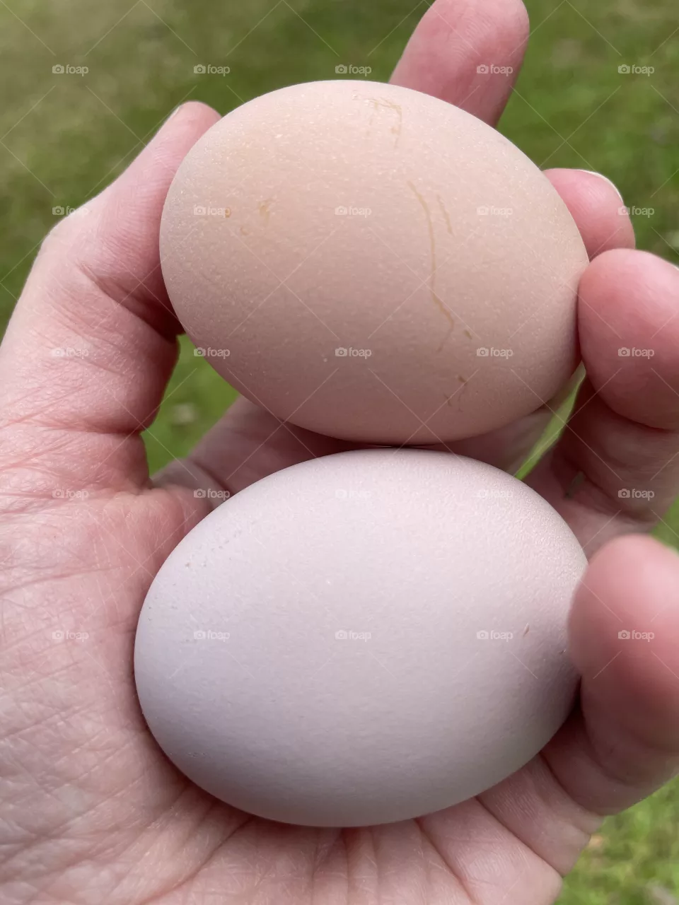 Gather the fresh eggs 