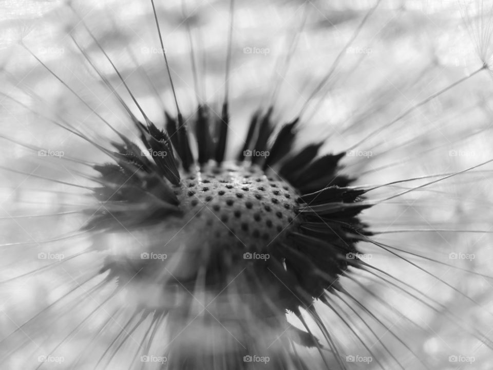 Close up of dandelion seeds