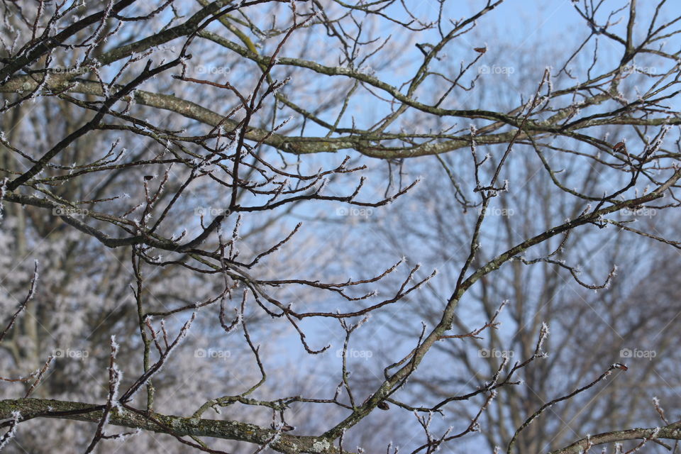 Frosty tree branches on a cold winter day