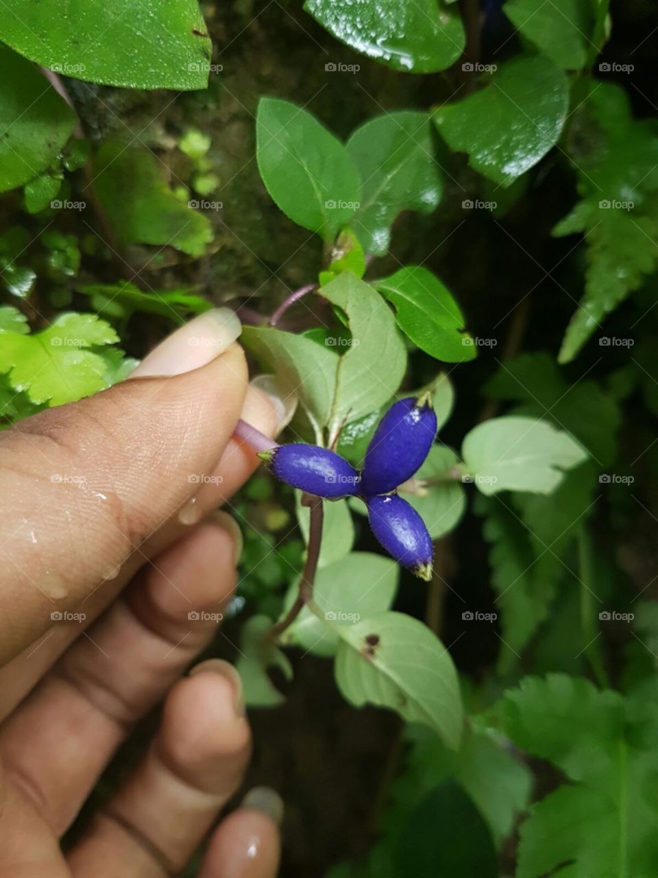 Random purple berries while hiking