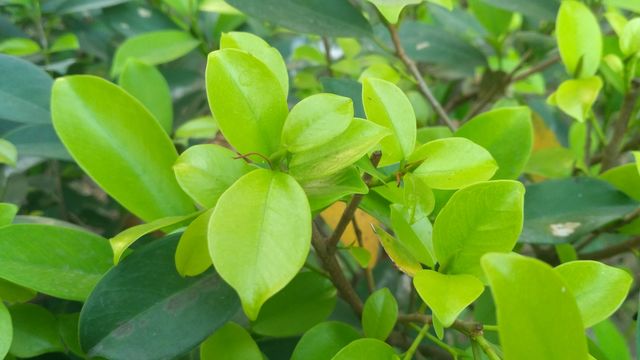 green leafs