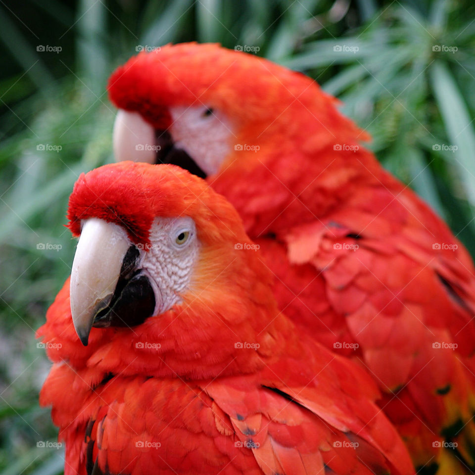 nature closeup red colourful by hlehnerer