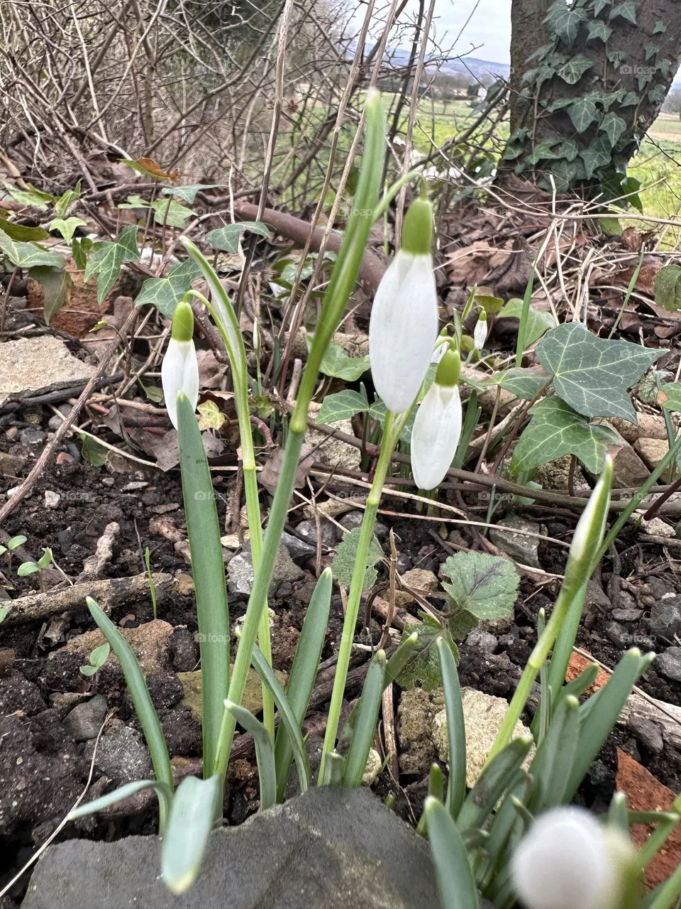 Spring