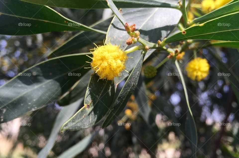 Eucalyptus flowers.. It's spring.  iPhone 6+