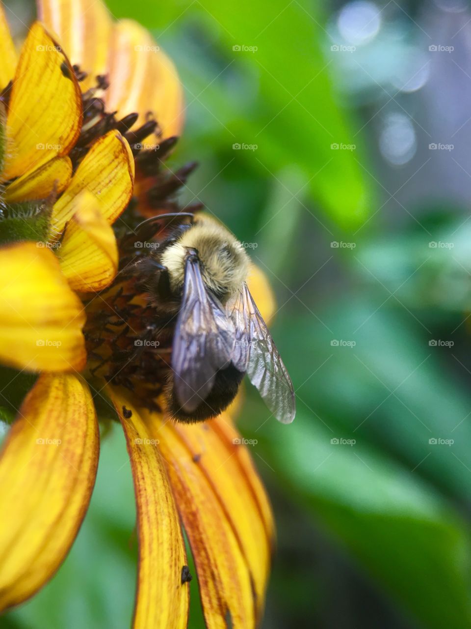 Bee in search of pollen