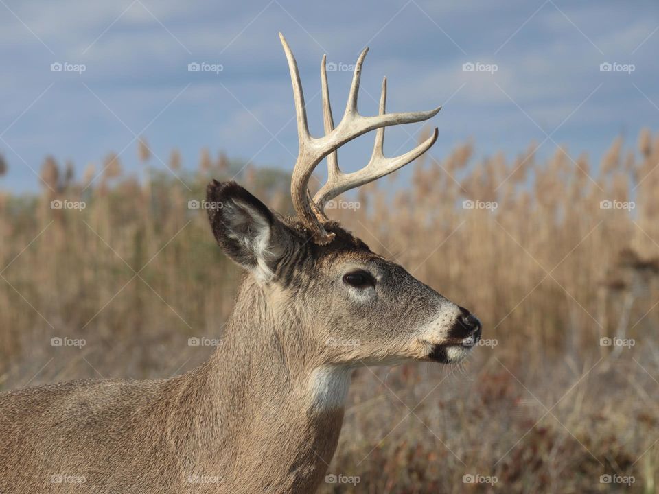 Deer eye closeup