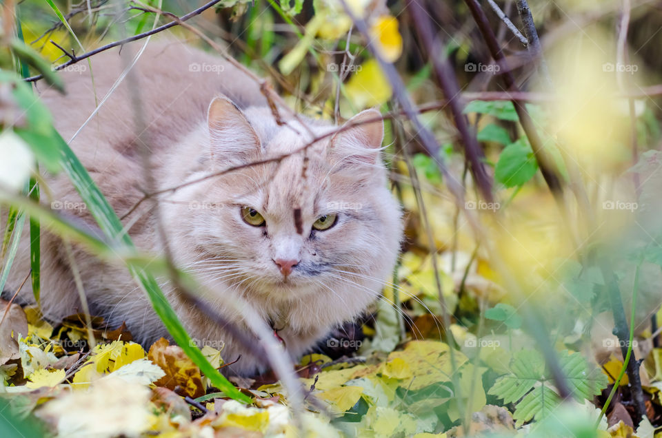 A light beige cat is sitting in the bushes among the autumn yellow leaves. A glance at the camera, a dissatisfied expression on his face. Pets in nature.