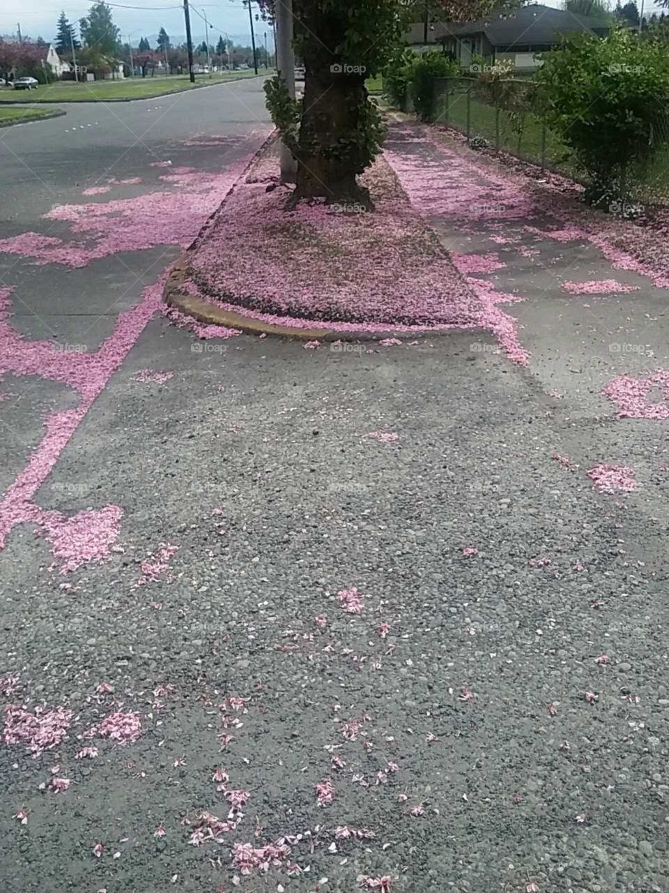 pink sidewalks