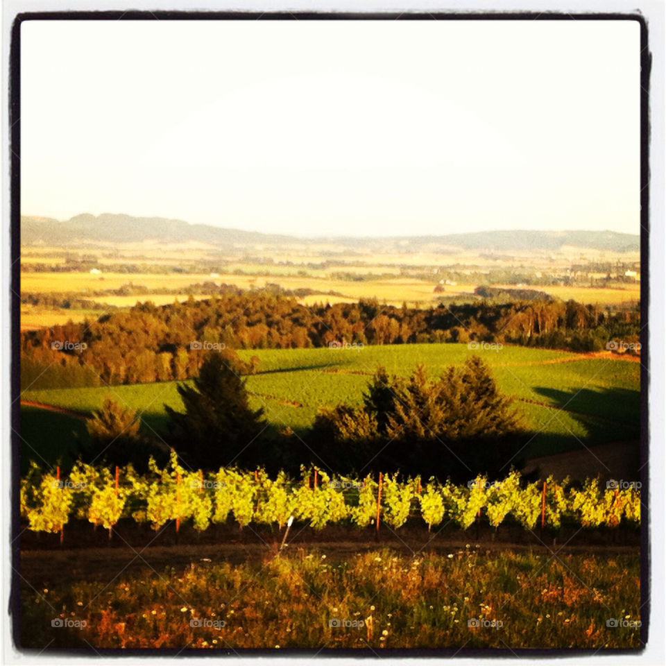 Vineyard and summer vista