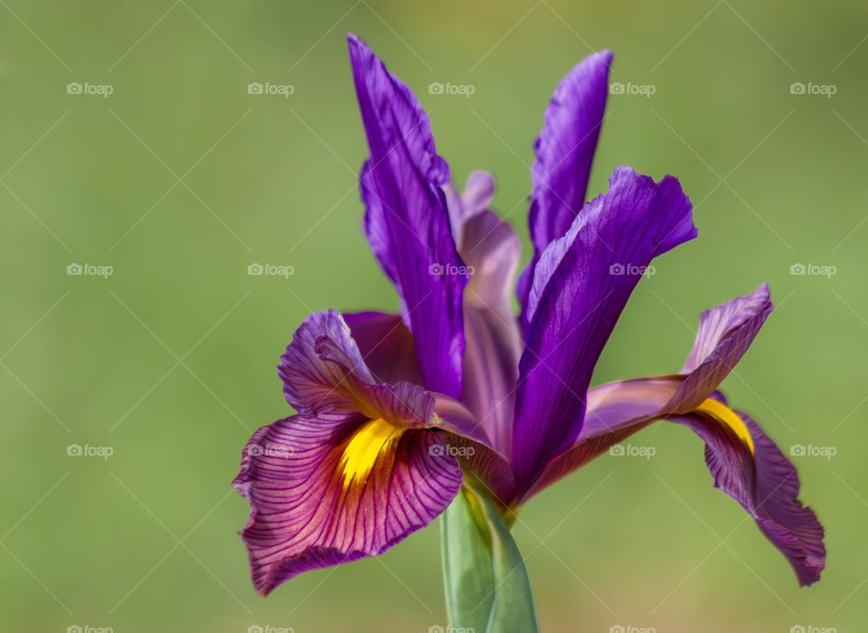 Dutch Iris "Eye of the Tiger"