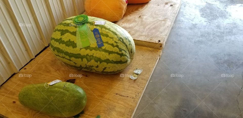 GIANT watermelon that won contest